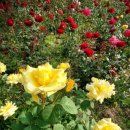 트러스트 메드(Trust Med) | 메드베드이야기