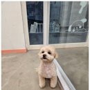 늘 예쁘개 | 동탄애견미용샵 순한 제품으로 케어해준다고 해서 믿고 맡겼어요 :)