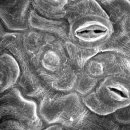 식물 - 공변세포: 투과전자현미경사진 1 이미지