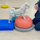 본애견미용실 이미지