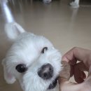 댕구르르 유치원 | 옥정강아지케이크 머슬독