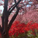 꽃동산국수 - 9151 | 전주 그랜드힐스턴 시식 후기 | 완산꽃동산