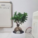 영전 화분 이미지