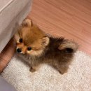 도그마루 고양이강아지 청주점 이미지