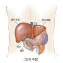 급성 C형 간염(Acute hepatitis C) 이미지