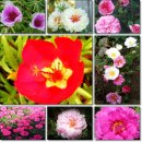 7월18일 이끼장미(Moss Rose) 이미지