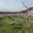 환주농장 Daum카페