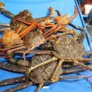 영덕수산시장 이미지