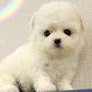 드림독 강아지분양 안심분양센터 인천점 이미지