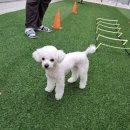 놀러오개(도화점) 이미지