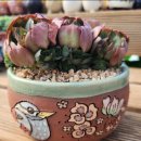 양진농장 이미지