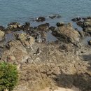 바다위에 ,,,,,, 바위 갑각류는 지구역사의 그랜드파파 이미지