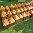 팡팡경품게임장 | 2025년 제주감귤박람회 다녀온 솔직후기 주차꿀팁 놀이안내 실망스러운 식당 감귤체험 감귤축제