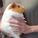 커휘 이미지