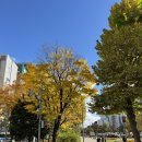 청석지 | [태교여행-3일차] 버스타고 오타루, 오타루운하, 카마에이어묵공장, 르타오, 오르골당, 잇핀, 스프카레킹