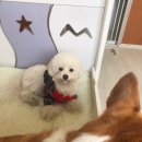 위드유애견 이미지