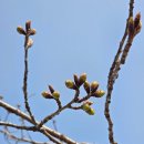 이른아침호숫가 A동 | 서울대공원 벚꽃 개화상태, 과천 서울대공원 동물원둘레길 호숫가 둘레길 탐방 후기