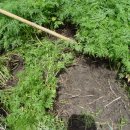 농가월령 | 약재류(藥材類)의 이해 (54) 천궁(天芎) - 1. 천궁의 기원과 특성