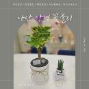 드림디포배방점 | 아산꽃배달 해주는 탕정역꽃집 꽃블리에서 화분들여왔어요~