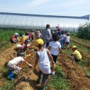 녹색농장 이미지