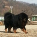 삼손 이미지