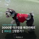 하도조아 | [남양주｜애견카페] 해피존 후기｜야구장을 애견카페로? 3000평 애견카페 방문기⚾🐶