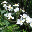 장사익소리판 이미지