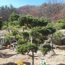 일산수목장