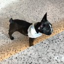 피터펫카페 이미지