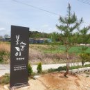 봉순이 자연아띠