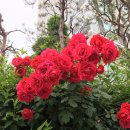 오월N장미 이미지