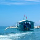 춤추는 돌고래 노래연습장 | 보홀 놀다보홀 YZ 호핑투어! 발리카삭 돌고래 거북이