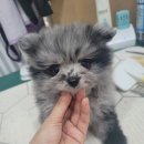 똥깡아지애견샵 이미지