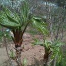 산마루황토 이미지