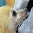 조앤박동물병원 이미지