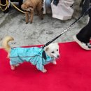 이평우 반려견 교육센터 이미지