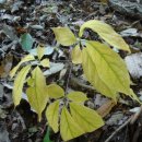 꿩먹고알먹고 이미지