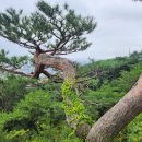 7월14일(일) 수원성 광교산 힐링 산책 - 오후3시 맛집탐방 이미지