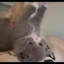 강아지랑 고양이 이미지