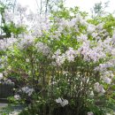 수수꽃다리 이미지