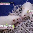 웰빙하와이
