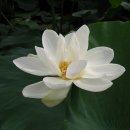 푼다리카 이미지