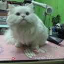 백설 애견샵 이미지