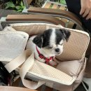 송원애견 이미지