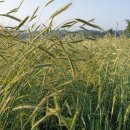 교리농장 이미지