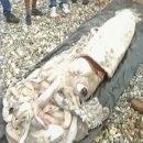 노랑오징어 이미지