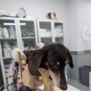 TL 동물병원 이미지