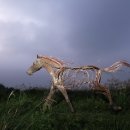 제주의 제주마 이미지