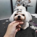 루이앤코코 이미지
