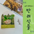 숲속의 초록점